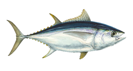 Wilde tonijn